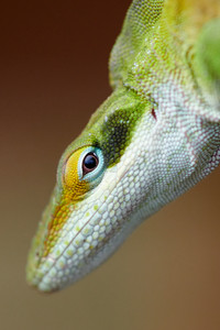 52432849515_017e49c029_o.jpg