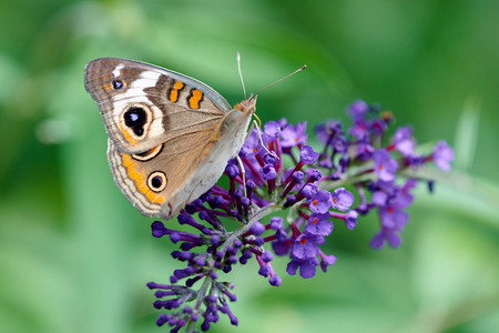 flickr_50202608948.jpg