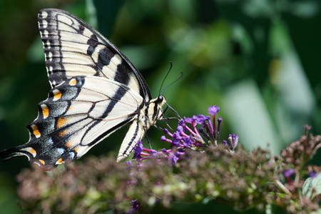 flickr_50230095047.jpg