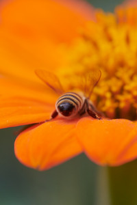 flickr_50590968013.jpg