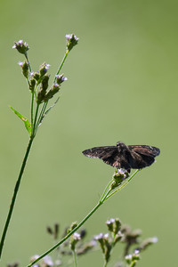 flickr_51388532636.jpg