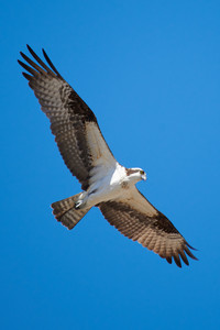 flickr_51002201023.jpg