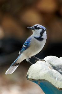 flickr_52011109965.jpg