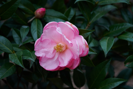 flickr_32502928447.jpg