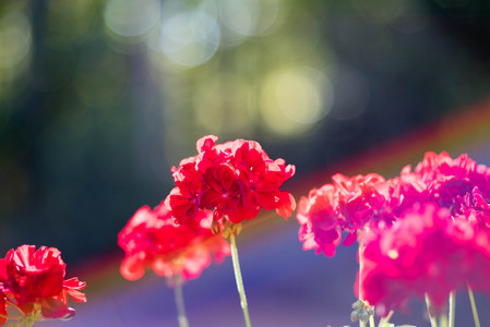 flickr_37034907854.jpg