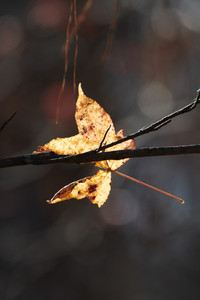 flickr_50676471872.jpg