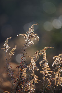flickr_51745441332.jpg