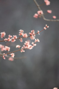 flickr_51901155656.jpg