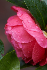 flickr_51936649380.jpg