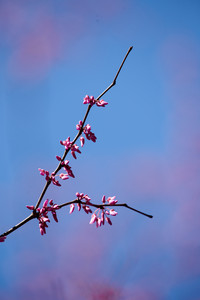 flickr_51944859775.jpg