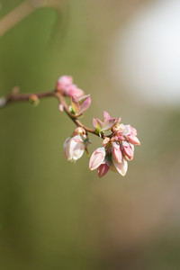 flickr_51954800443.jpg