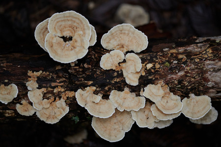 flickr_50385813016.jpg