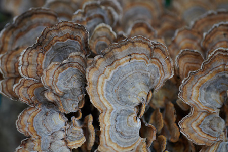 flickr_50610106346.jpg
